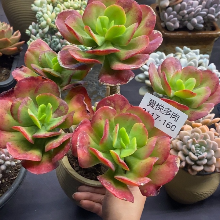 夏悦多肉0117-160红梅