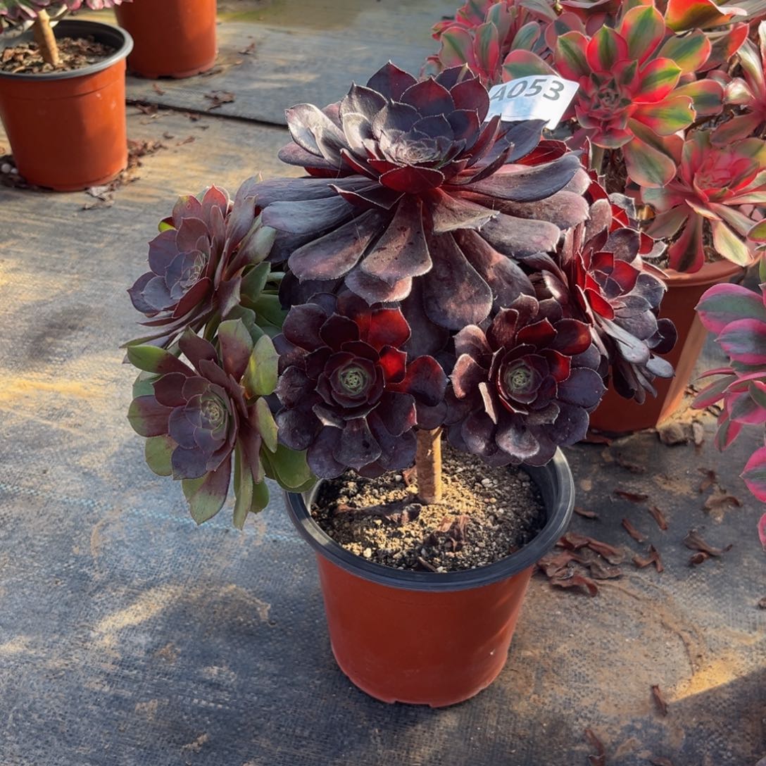 多肉植物黑美人053多肉