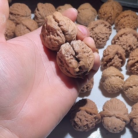 文玩核桃把件哈嘛