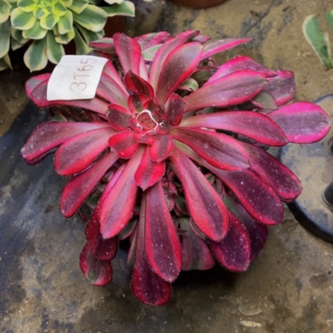 香奈儿多肉植物3165