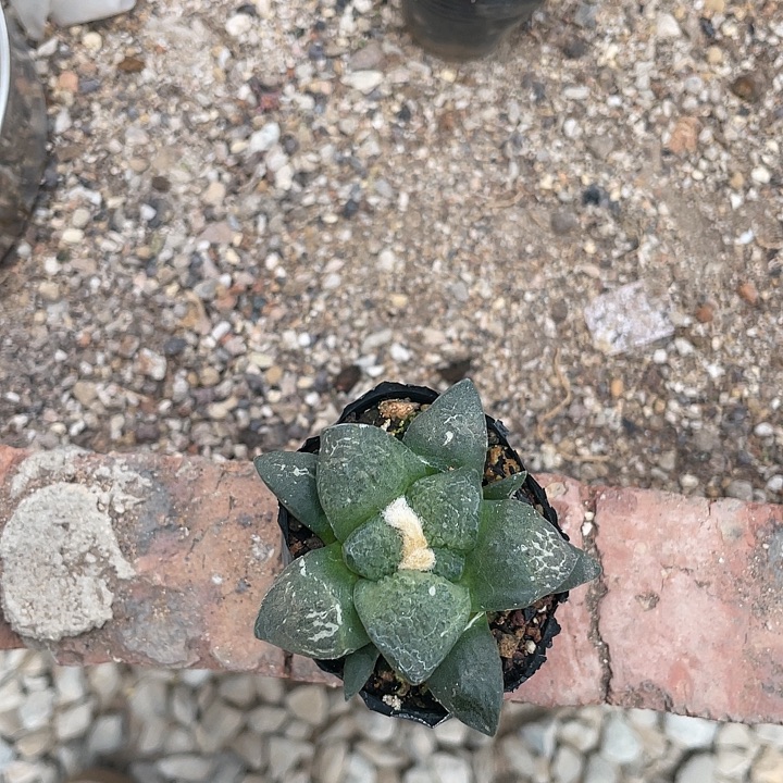 实生连山5.6cm福利福利