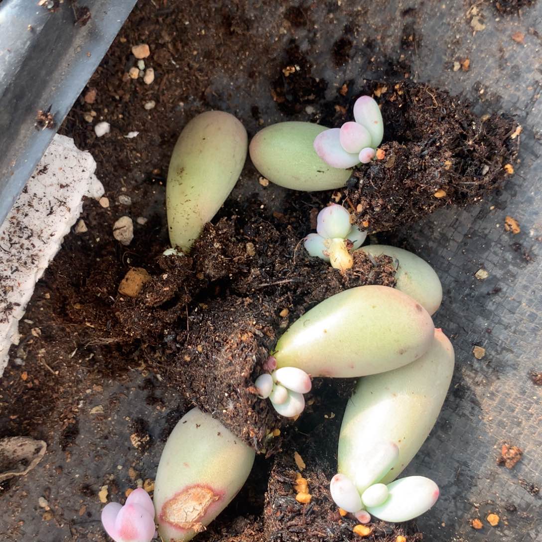 米可奶酪多肉米可奶