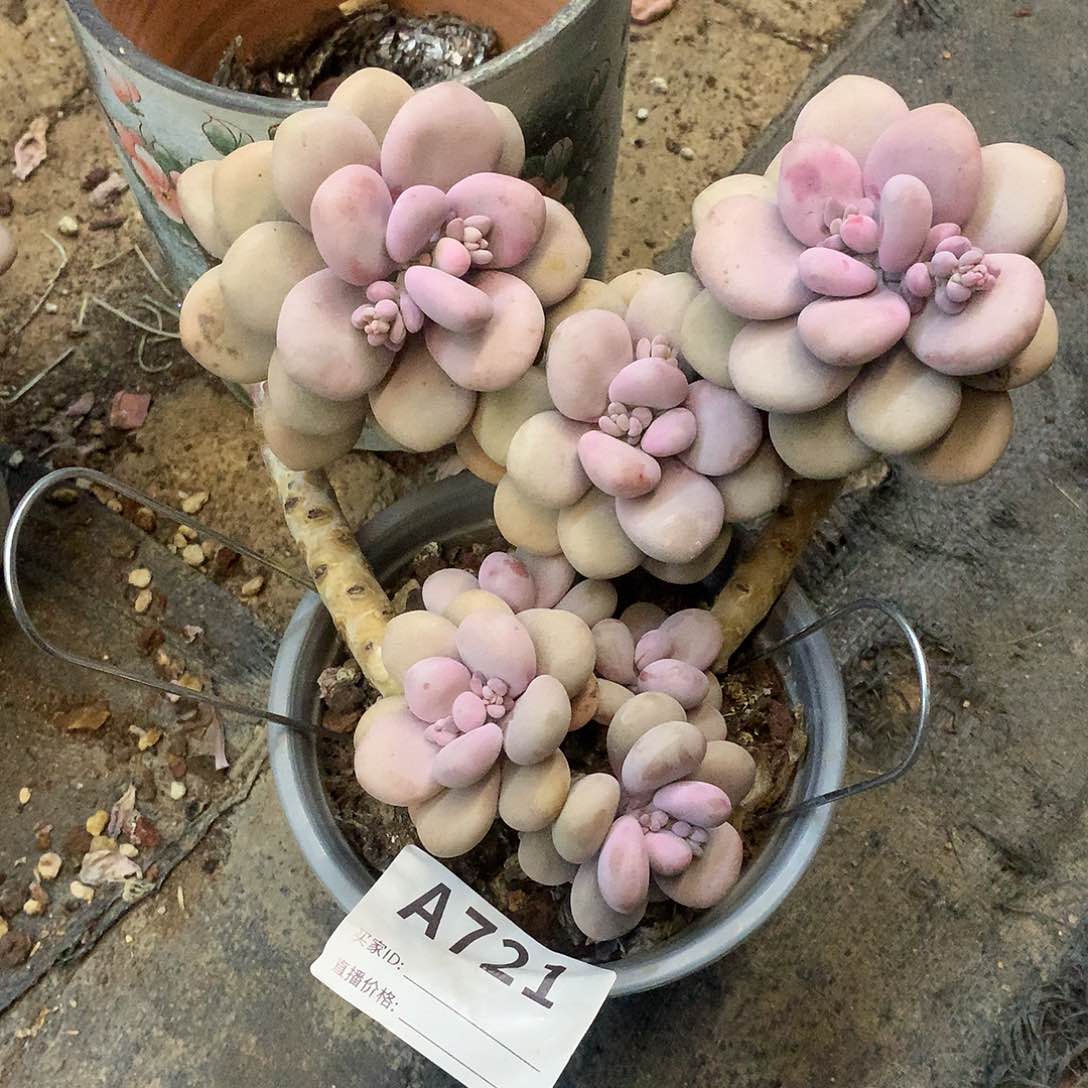 圆叶桃蛋一物一拍