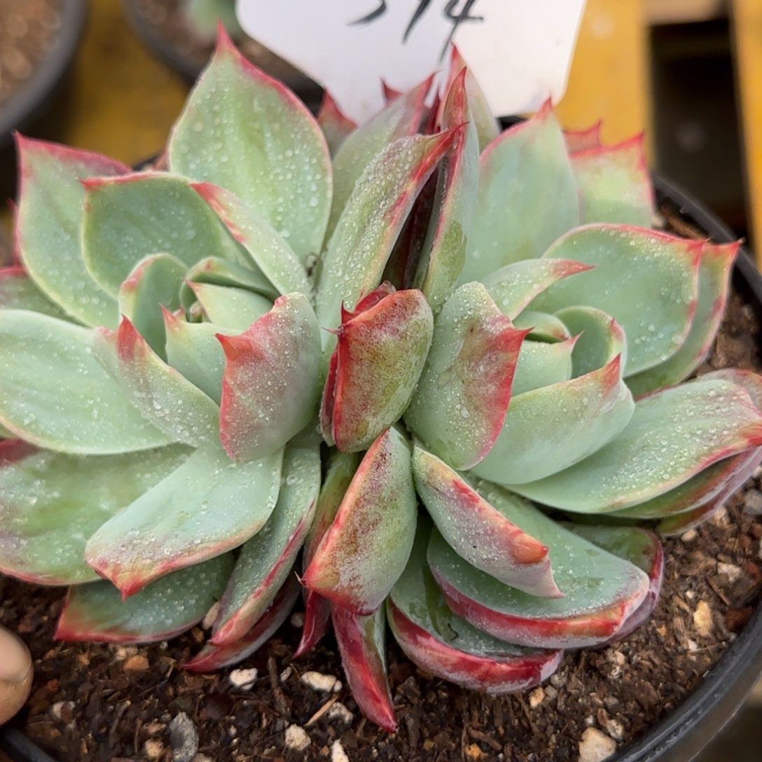 惊鸿一物一拍包装收缩花旱394