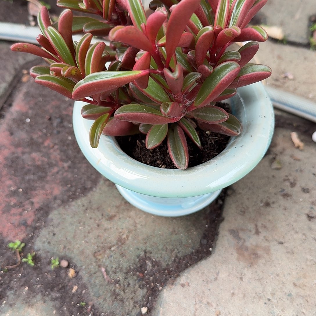 蓝色帽檐花盆多肉植物