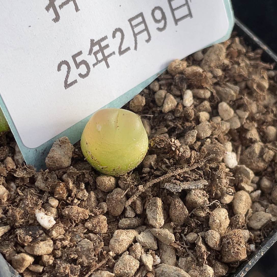 9-90拉登多肉植物