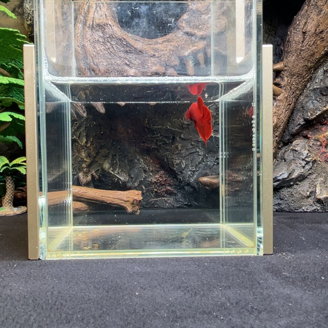 斗鱼十二月七日竞价