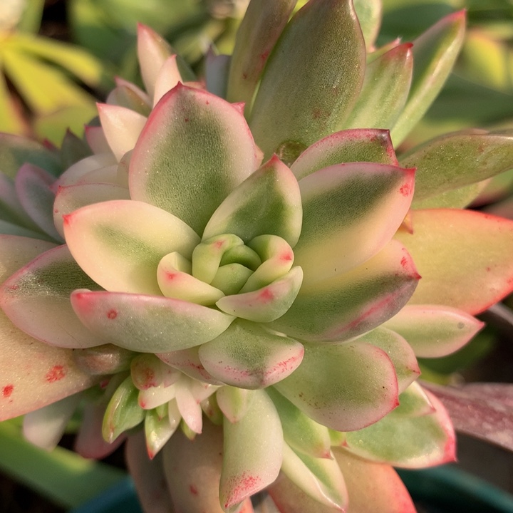 卡利斯托锦侧芽锦上园艺一物一拍