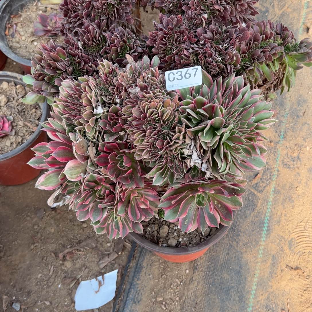 367两颗组合多肉植物