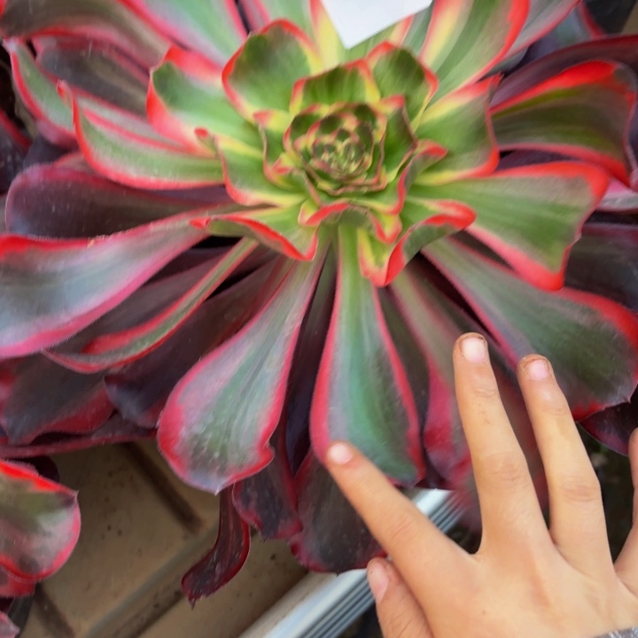 云南红魔女好看114号