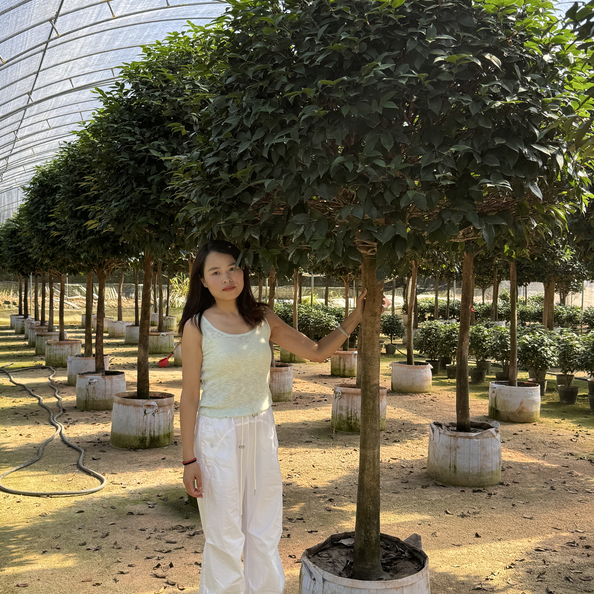 高杆特大号香妃茶花庭院地载大花浓香 粉色茶花