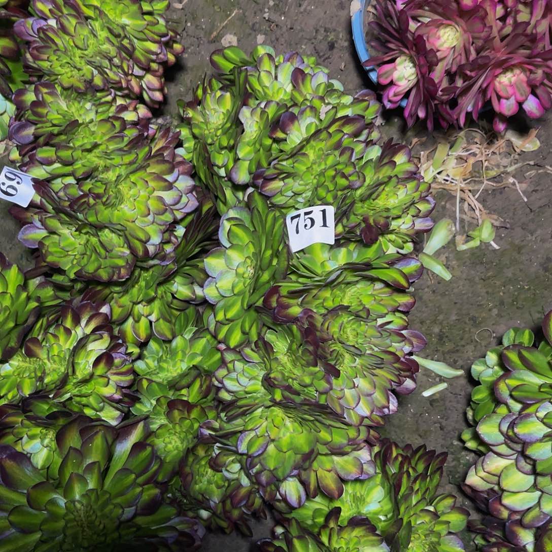 抹茶法师缀化5-24