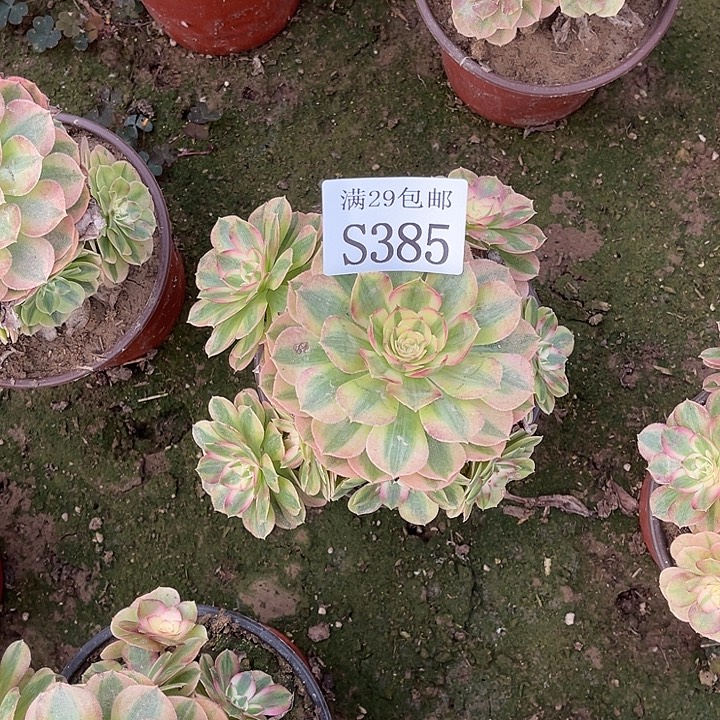 385万白多肉植物         
