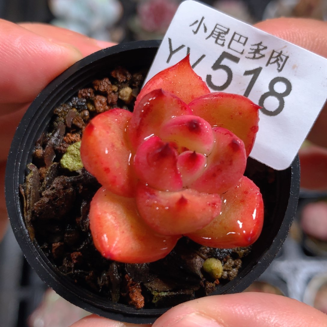 5CM拇指盆精控多肉YV518