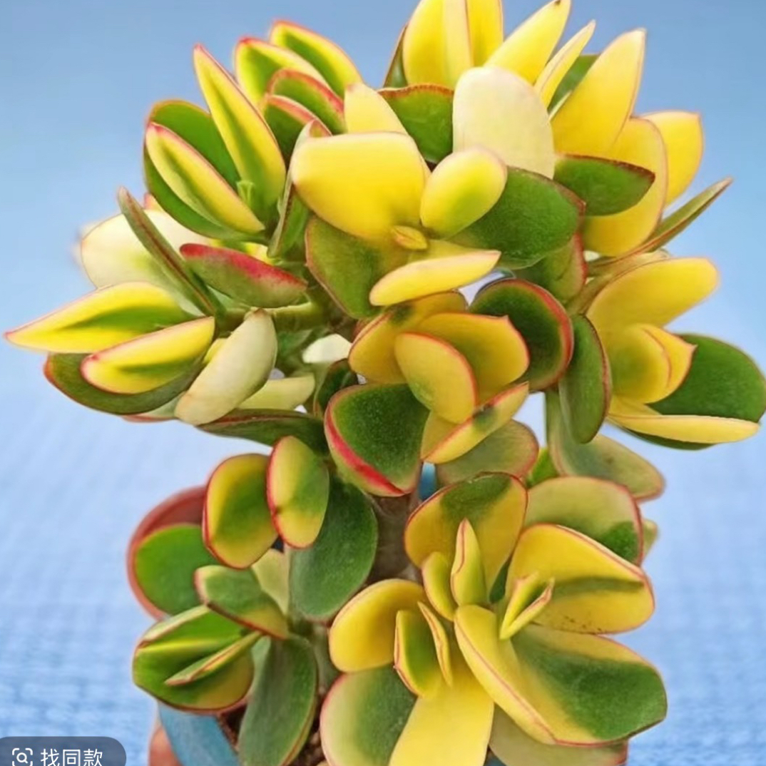 新花月锦多肉植物老桩多头群生室内盆栽净化空气
