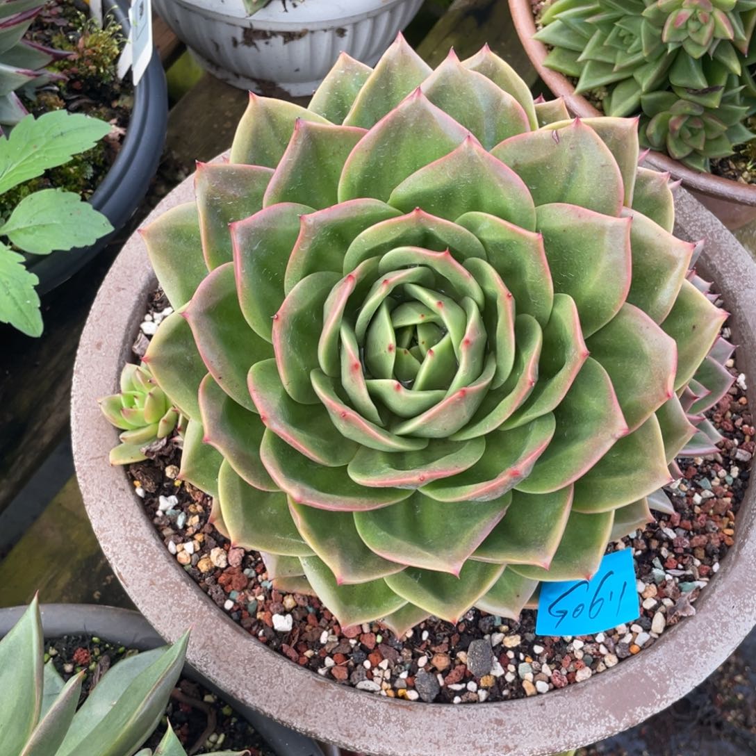 城***哥多肉植物多肉植物0611补差