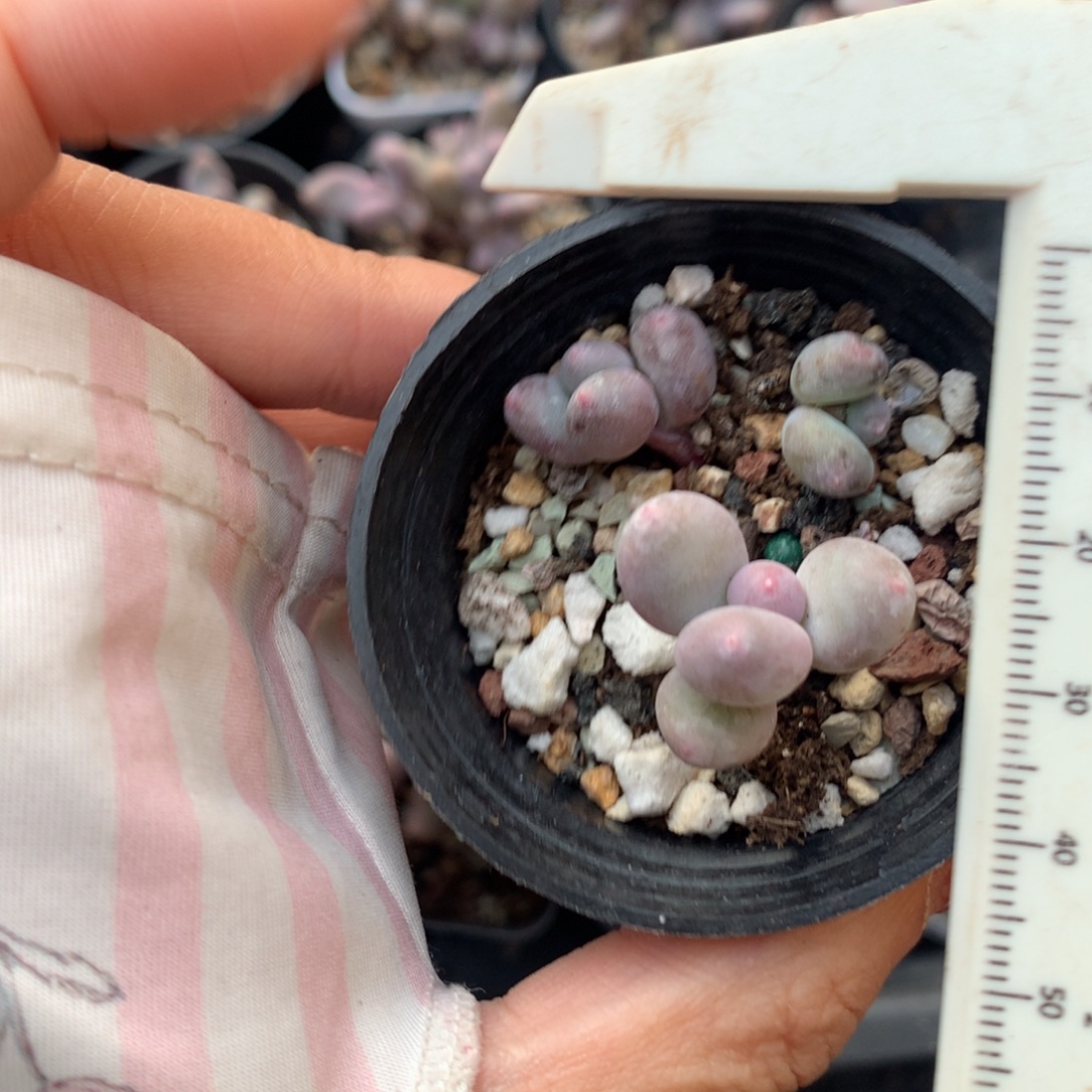 叶子晒了介意别买瑕疵不售后