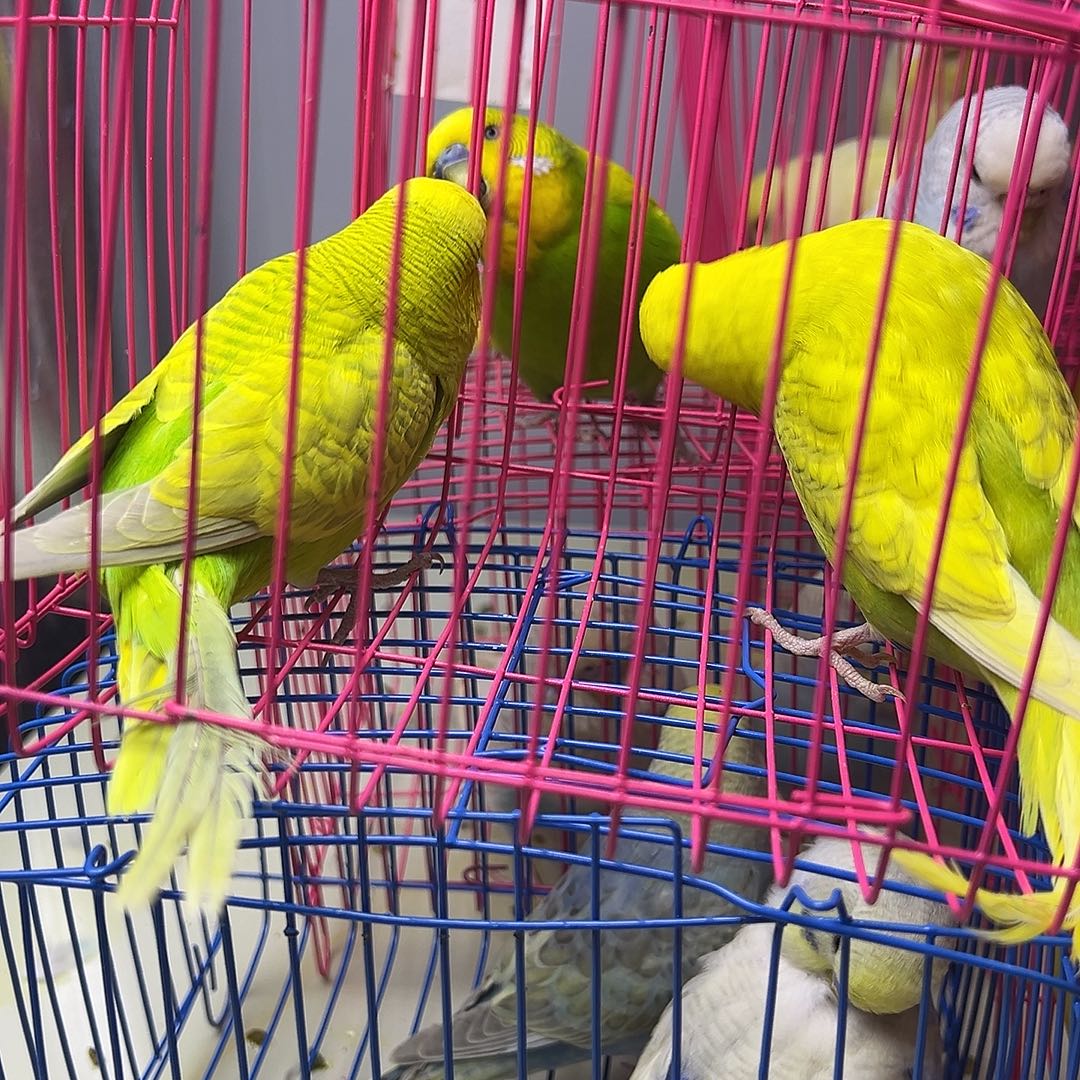 虎皮鹦鹉大头俩只的