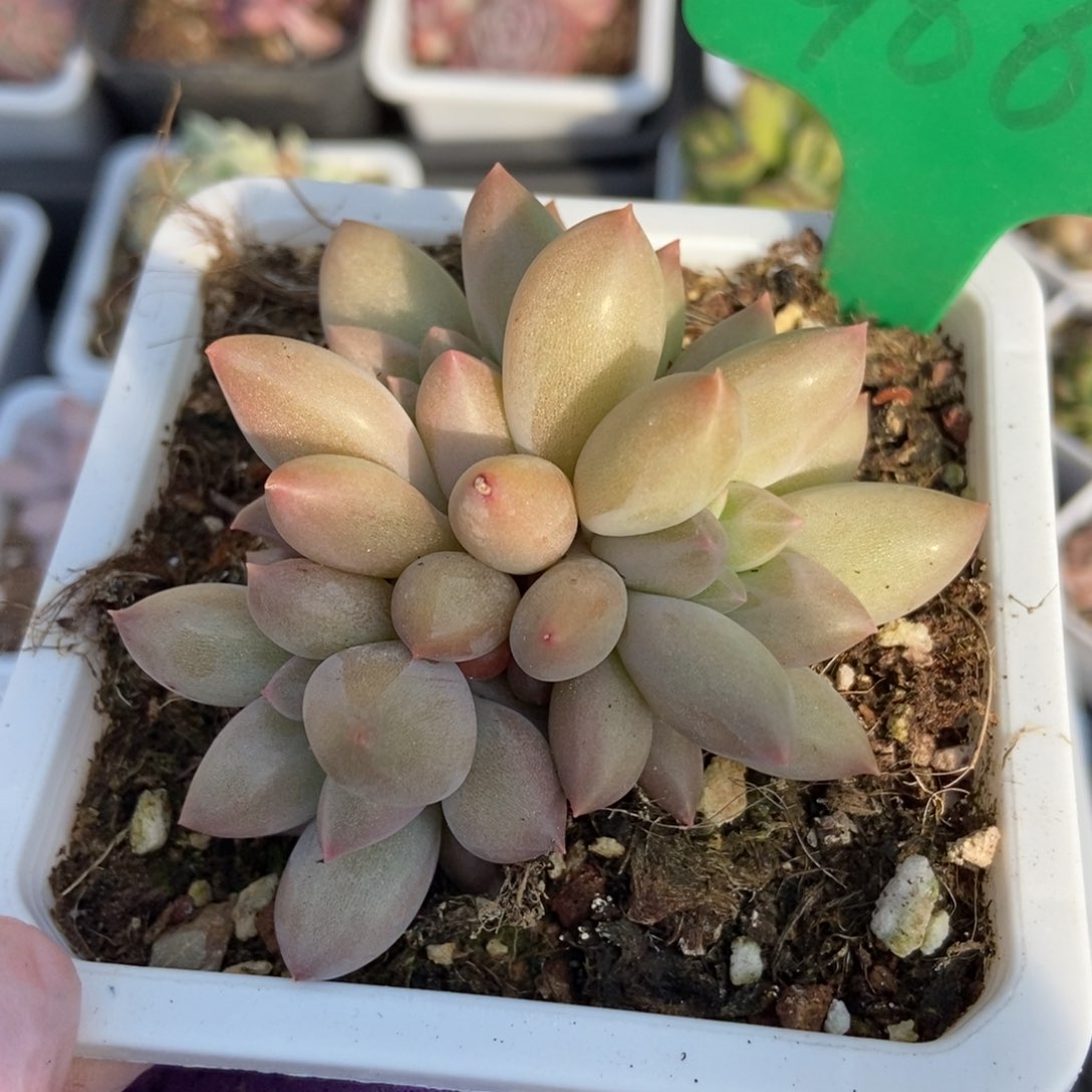 966车厘子多肉植物保护