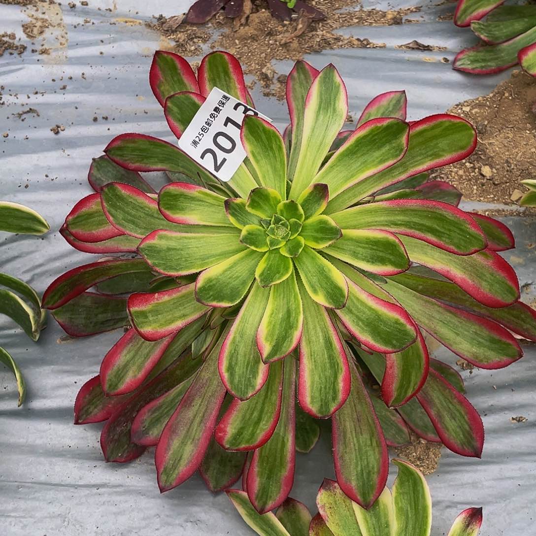 2013琉璃多女神肉植物