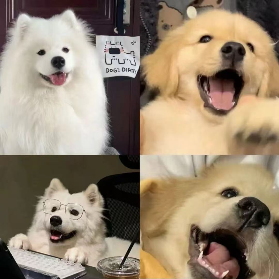 宠物狗狗金毛拉布拉多哈士奇萨姆阿拉斯加比格比熊泰迪德牧柴犬