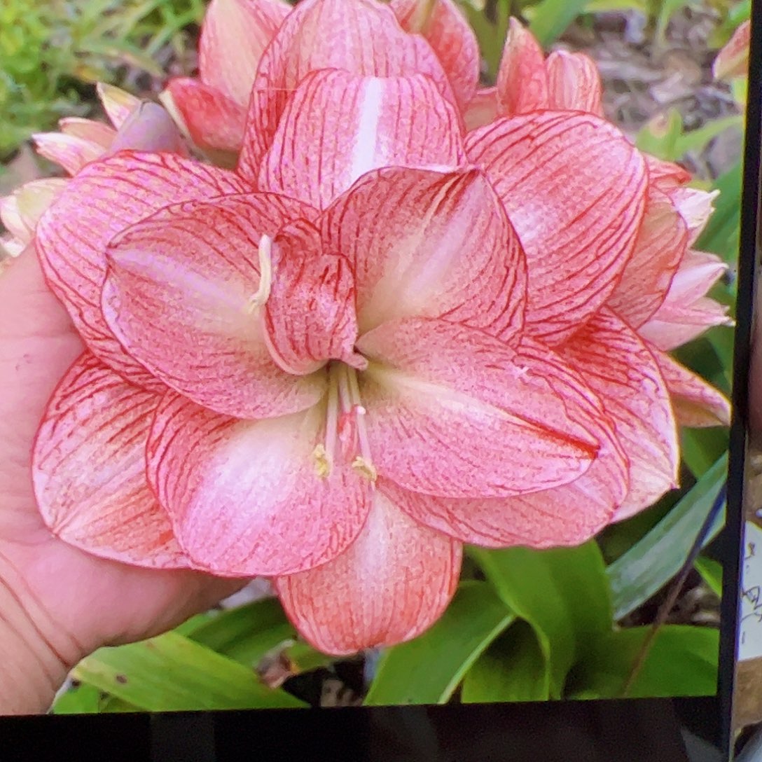 朱顶红焦糖拿铁开花球5-6cm