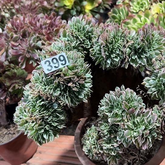 颖***多肉植物一种白凤399