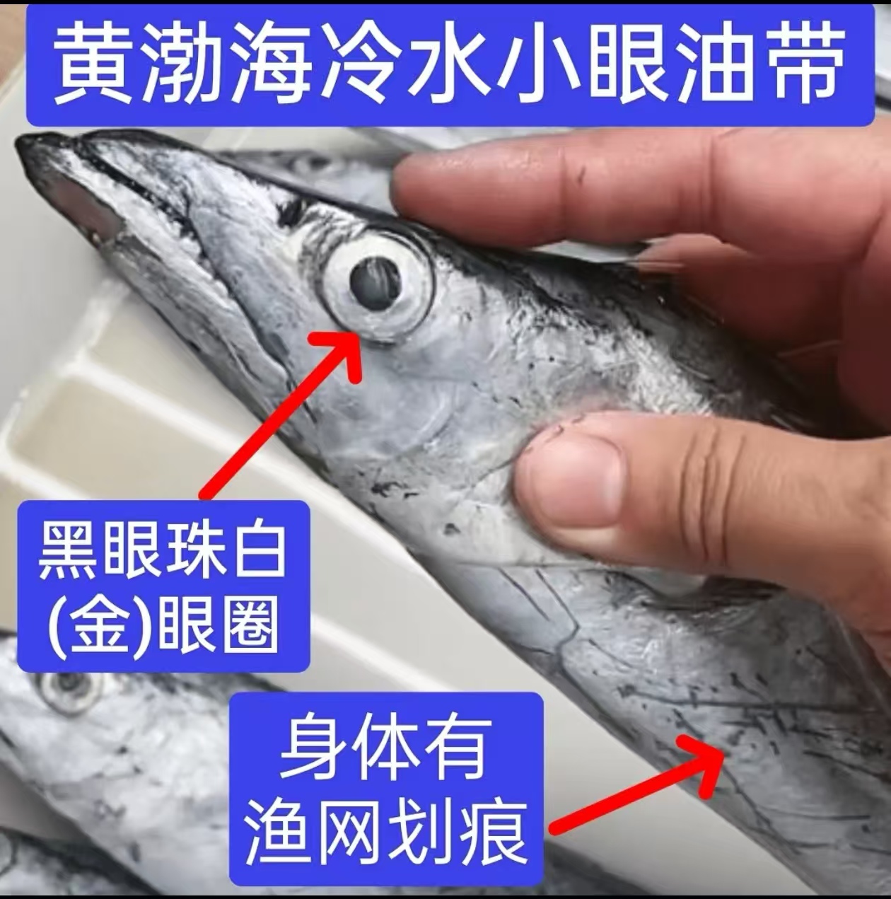 【三哥海捕】青岛小眼油带鱼/刀鱼4斤（14-18条）整条速冻发货 京东