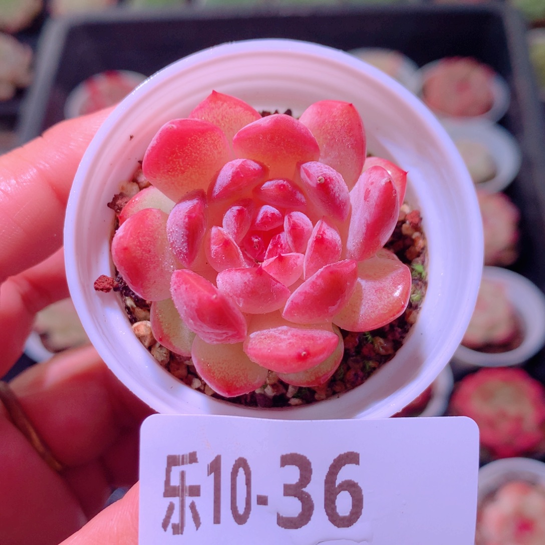 乐然10-36 果汁单头 