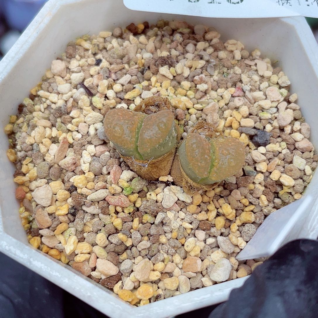 郎哥18包邮0613-132