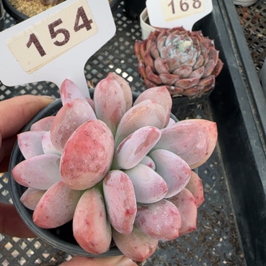 154奥普琳娜。 一物一拍多肉