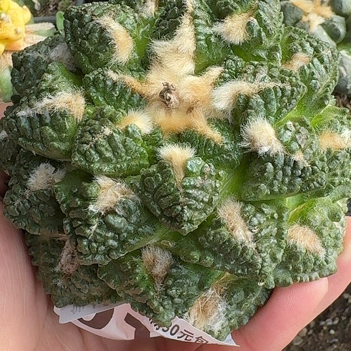 无花朵自根大龟甲015