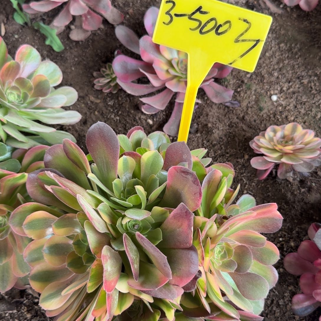 3-5003-+多头多肉植物