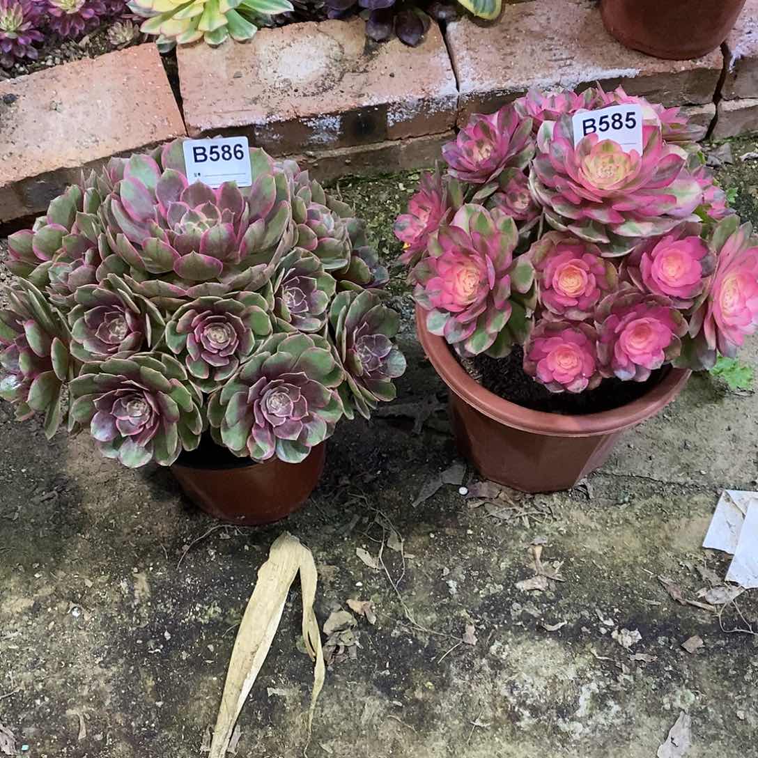 景**人粉花妖586荔枝585