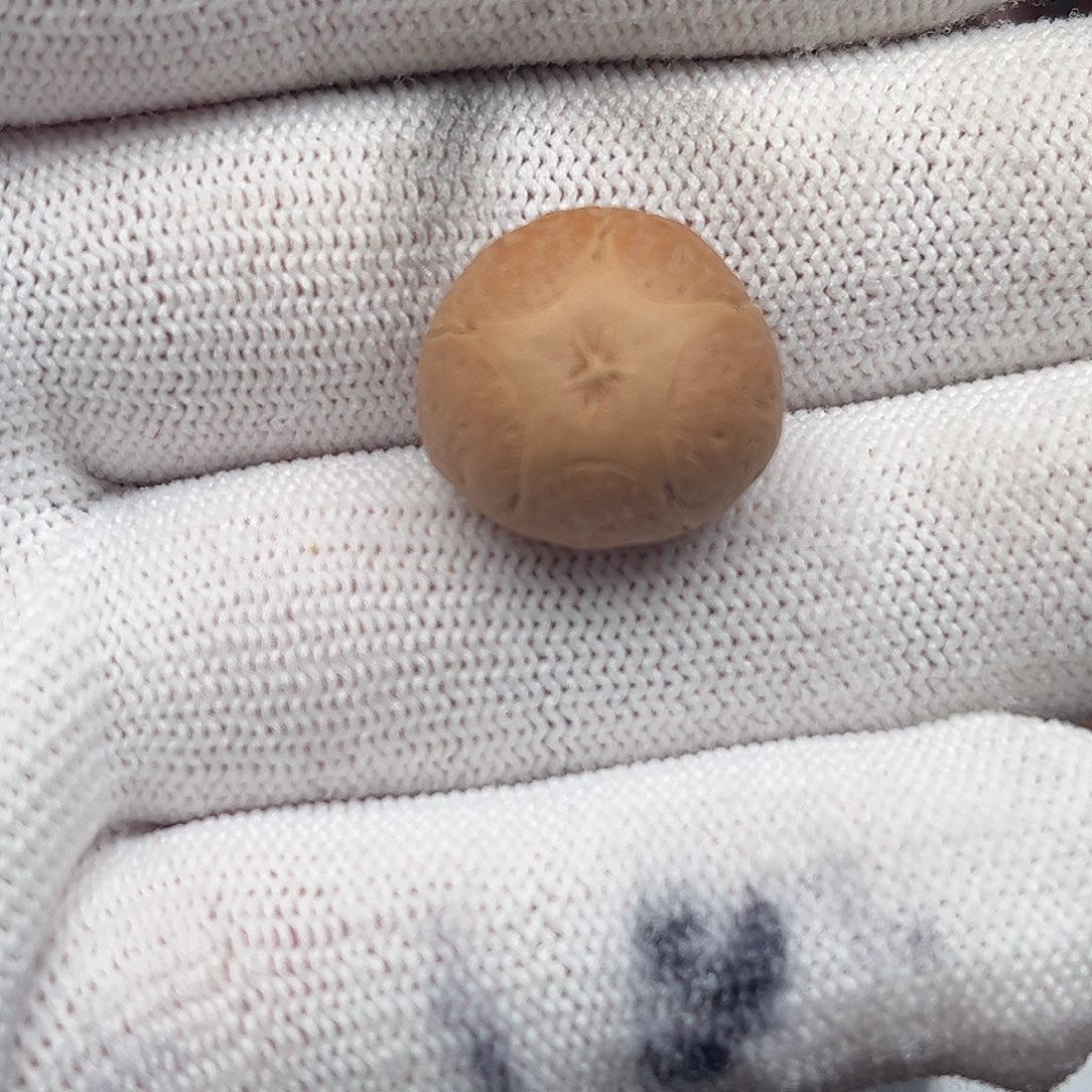 凤眼菩提手串五星17.9mm定制打孔不退换