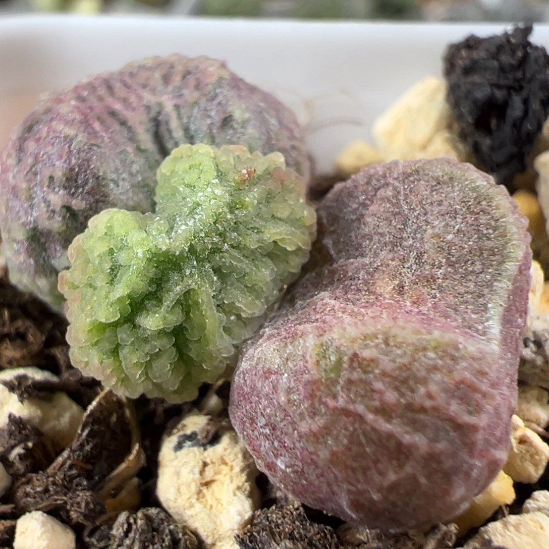 实生新品多肉植物水泡多肉植物