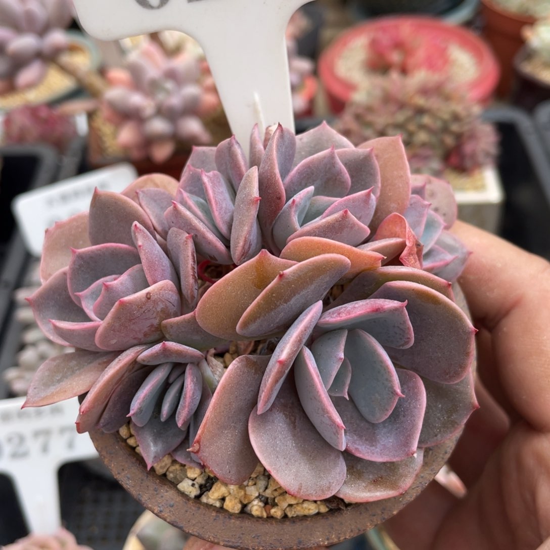 0297尘埃玫瑰不带盆9厘米