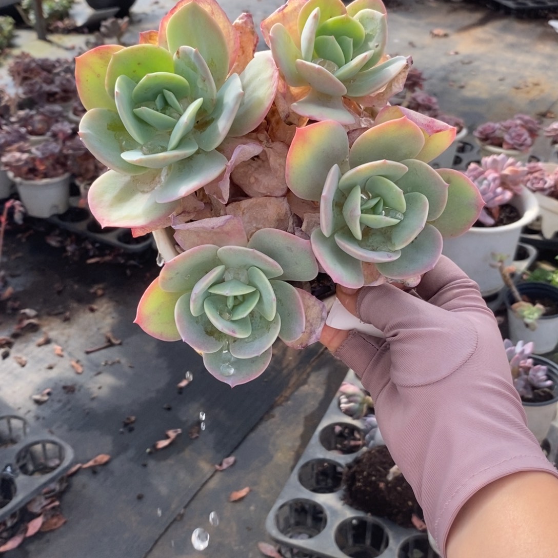 5877白凤多头一物一拍