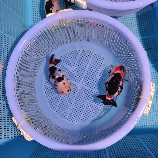 金鱼020兰寿两只特价顺丰包邮