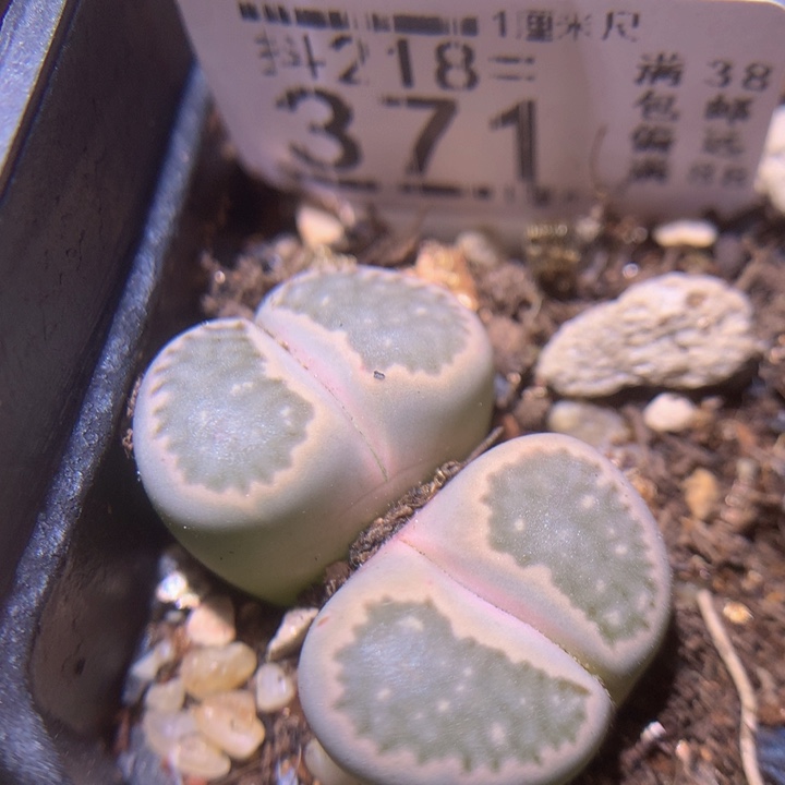 精品生石花218.371