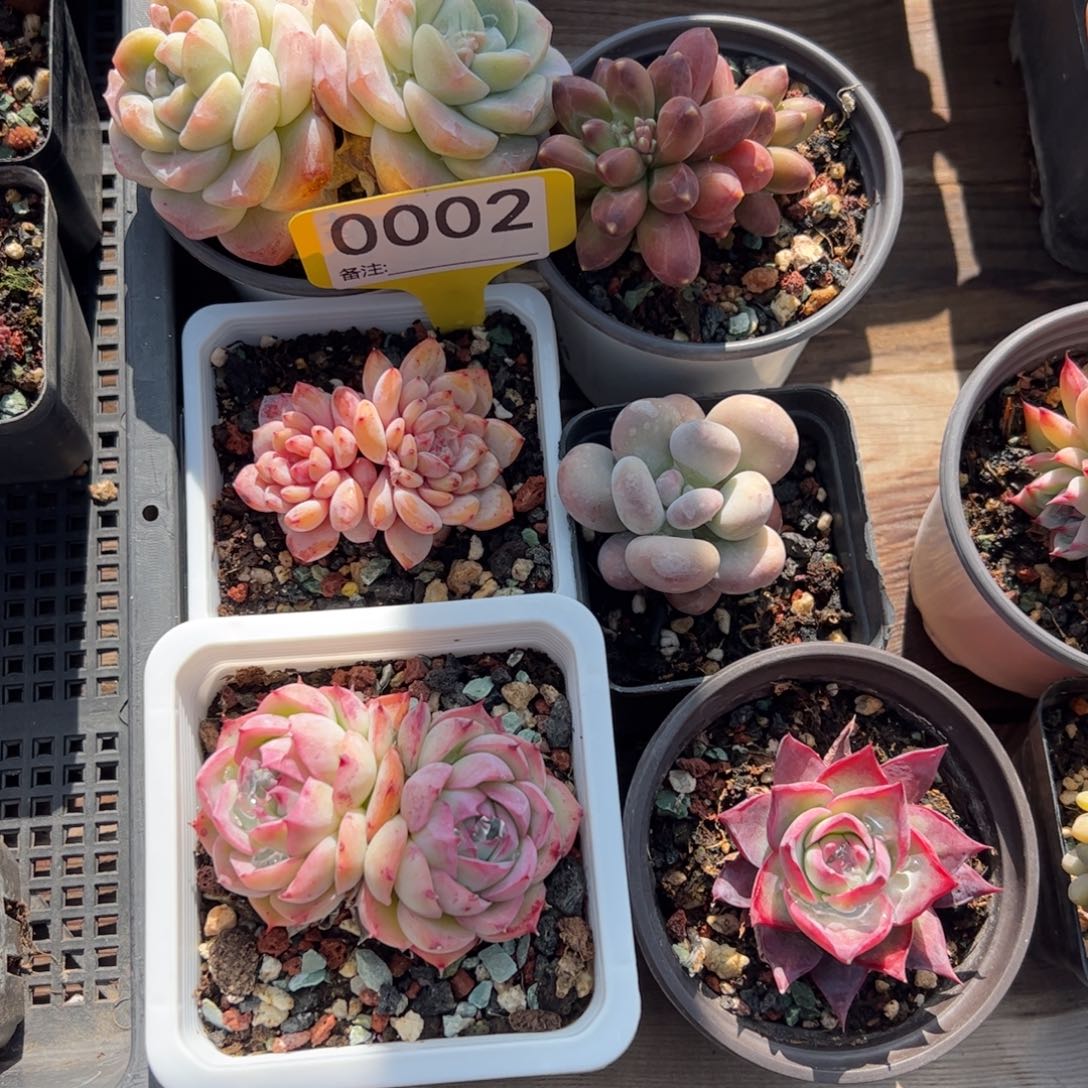 六棵一组福利包邮