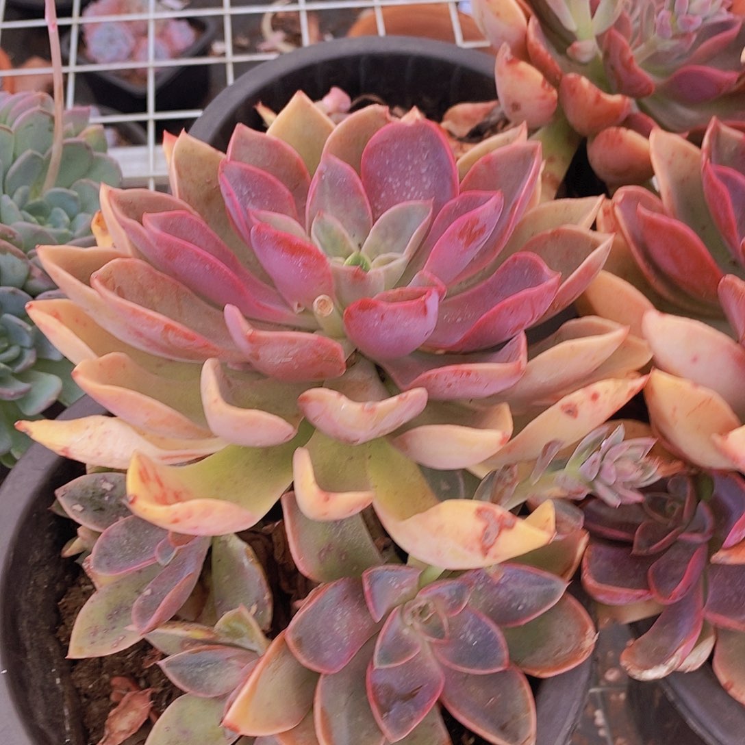 紫气东来琼斯大单头带仔