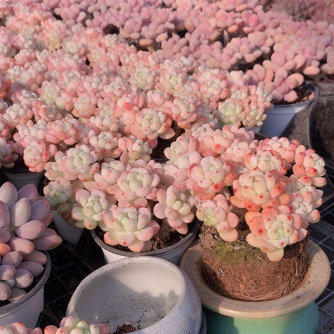 樱花罗琦000000000000000