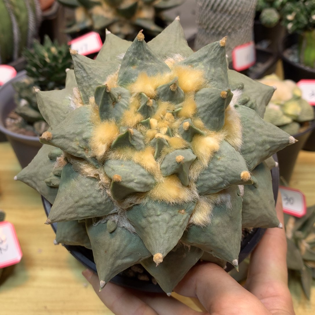 工***头      37号  自根 怒涛岩牡丹12.5公分