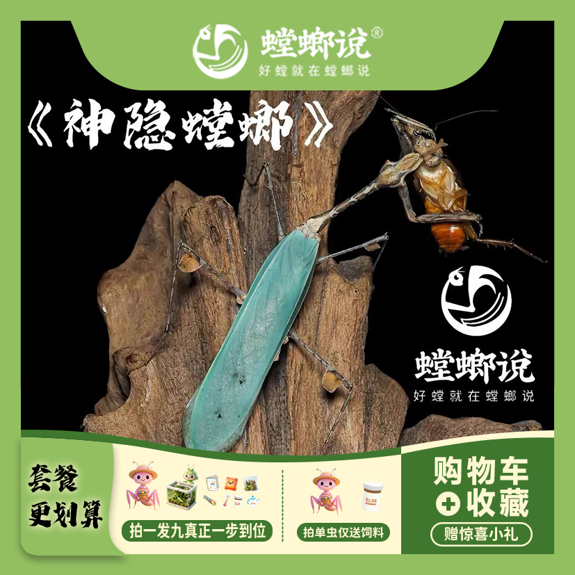 螳螂说神隐螳螂观赏螳螂宠物螳螂指尖宠物桌面宠物螳螂说