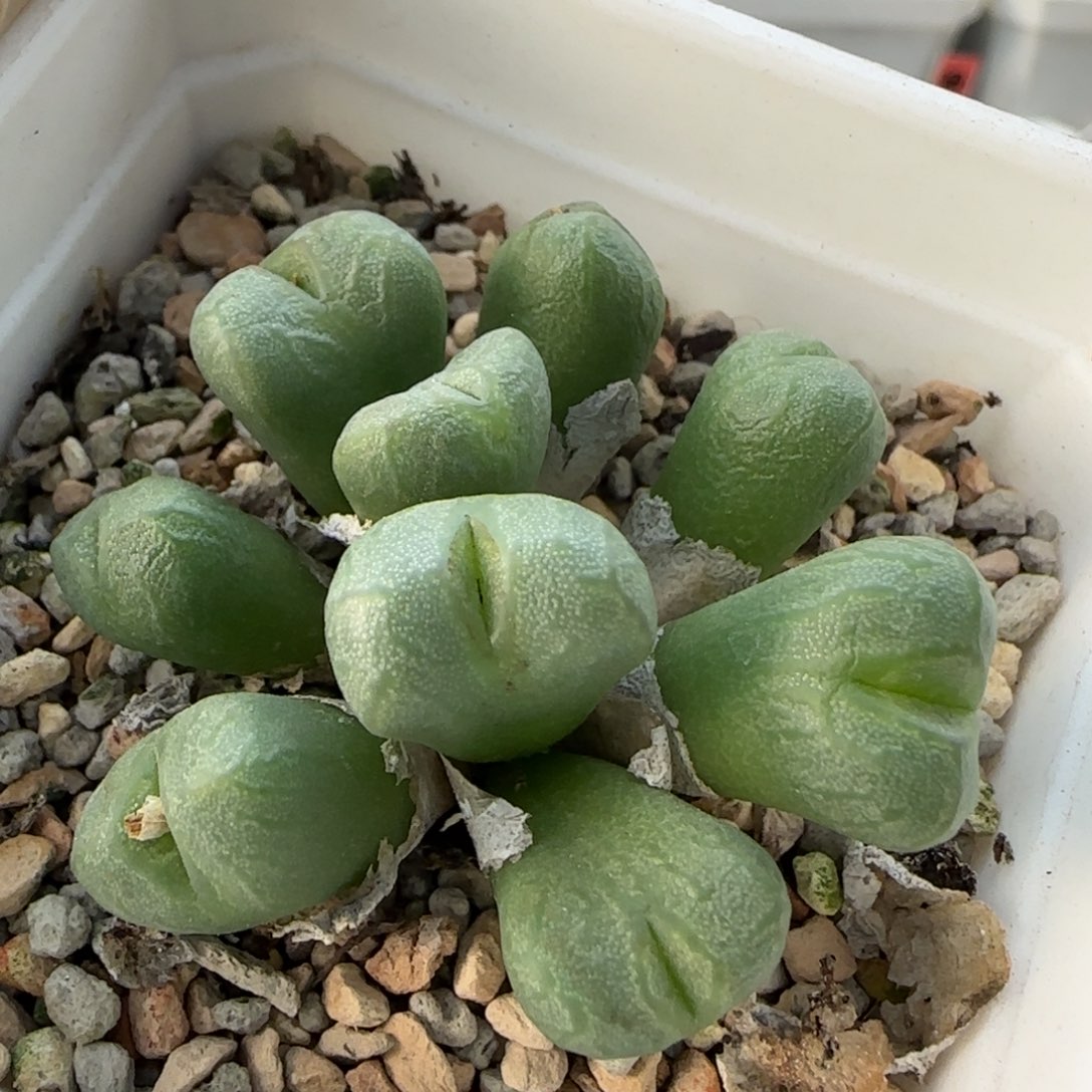 12-25-3-3拍单联系客服延迟发货-9头送奶工杂交脱土