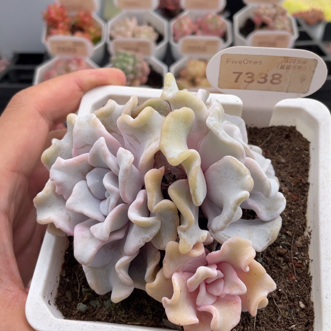 芭蕾舞者7338-10厘米