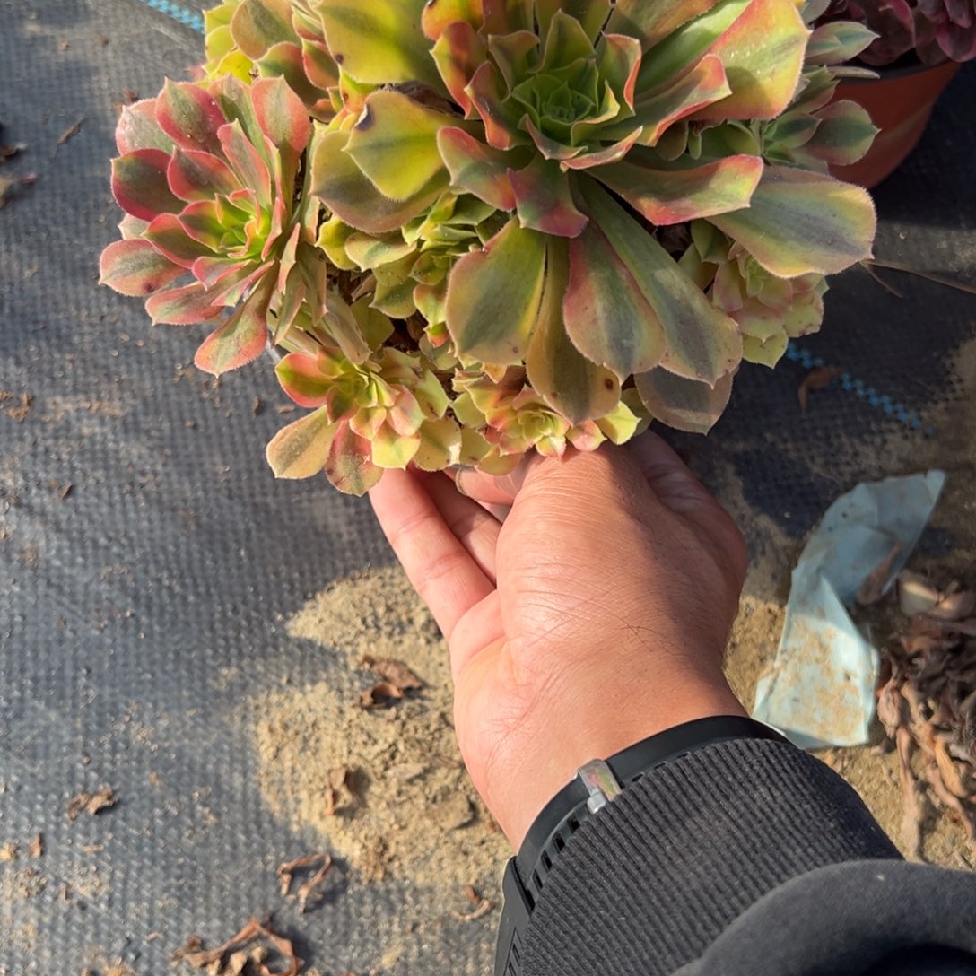 18洛神多肉植物法师多肉