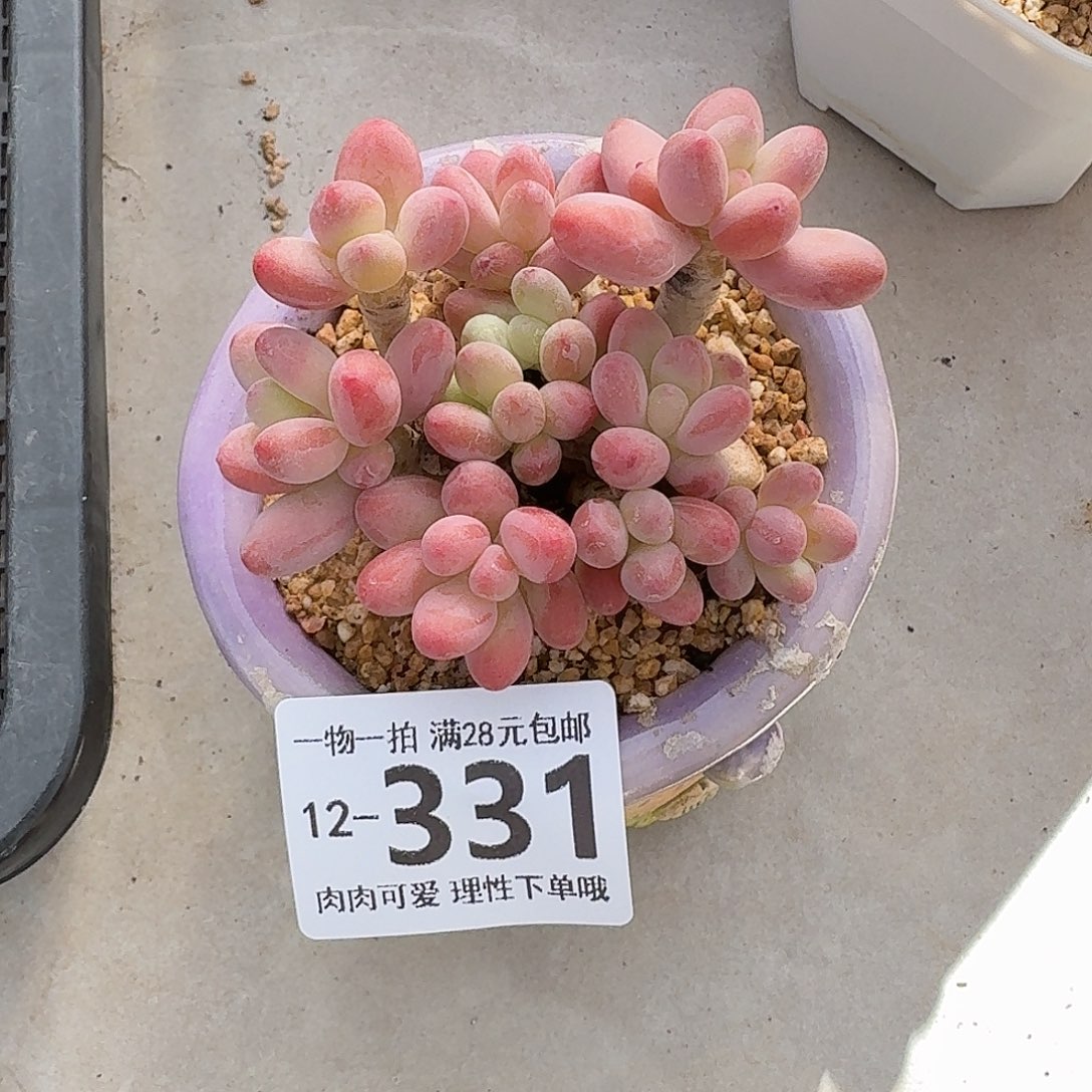 心***心樱花奶无盆无发货