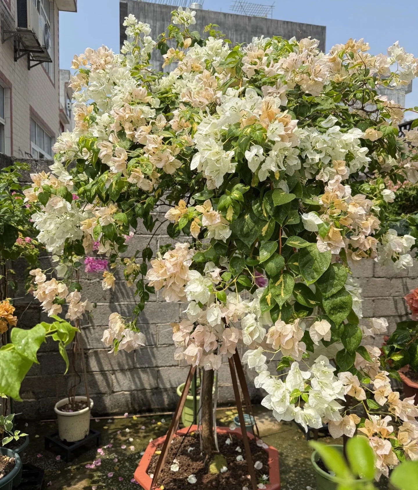 【金心黄白】高飘盆苗三角梅四季开花好看室内外绿植带花庭院阳台